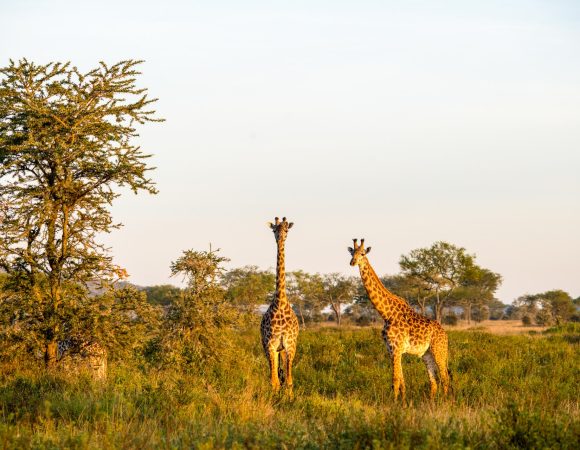 7 Days Tanzania Mid-Range Safari