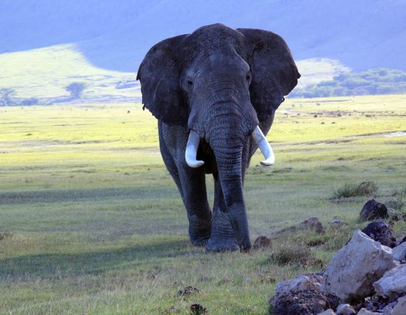 1 Day Safari to Ngorongoro Crater