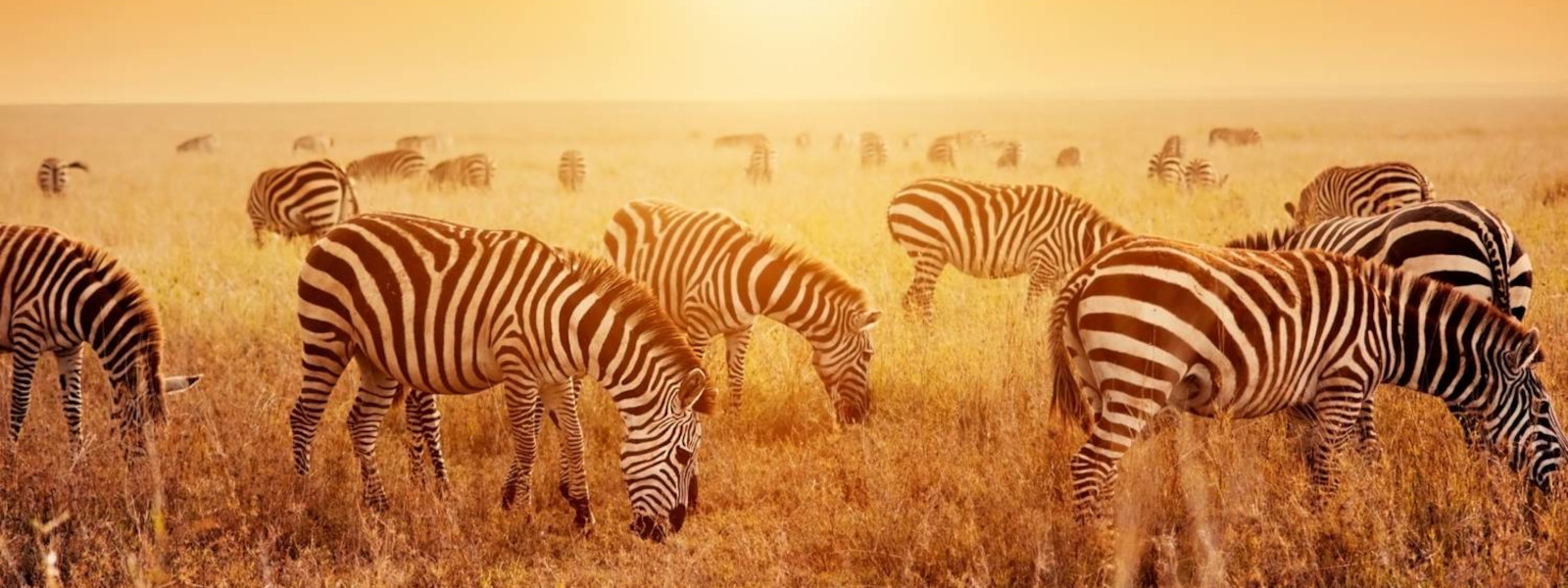 Calving Season Safari in Ndutu