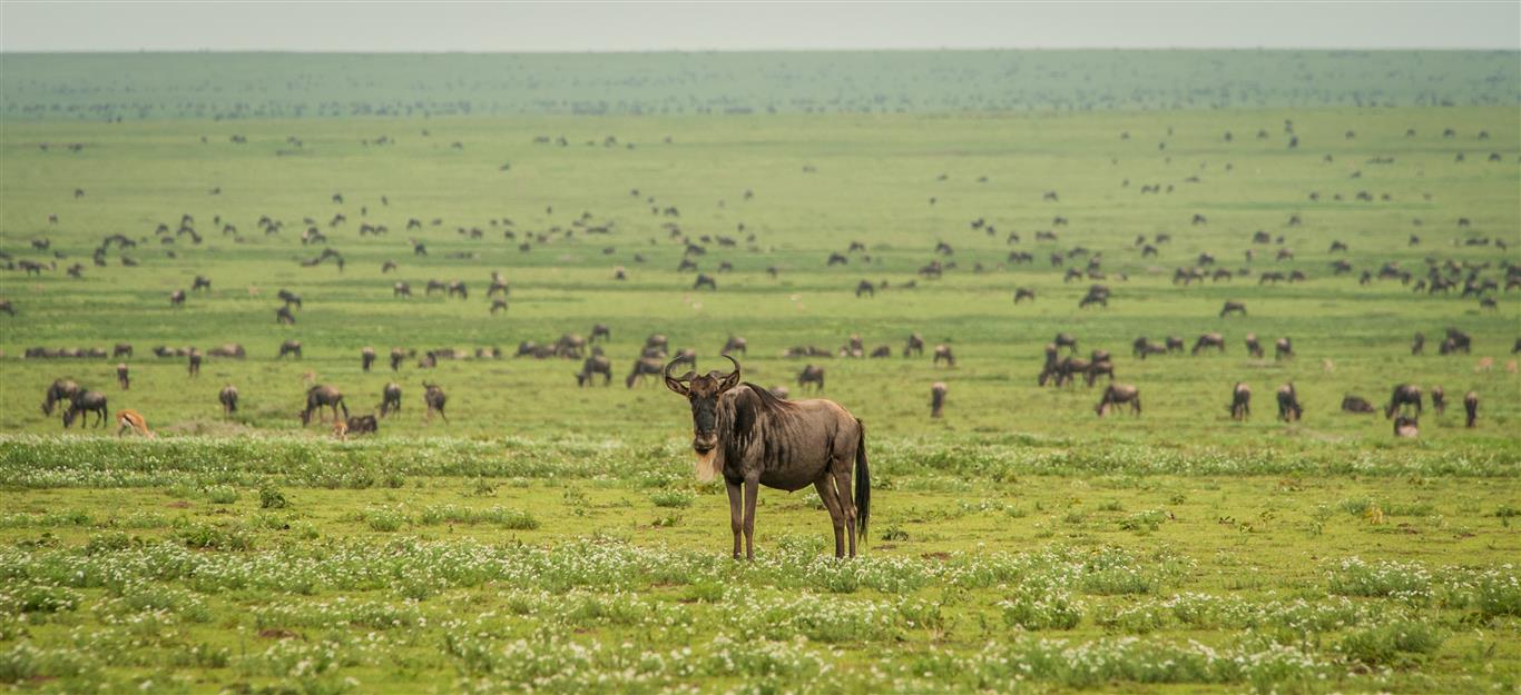 Calving Season Safari in Ndutu
