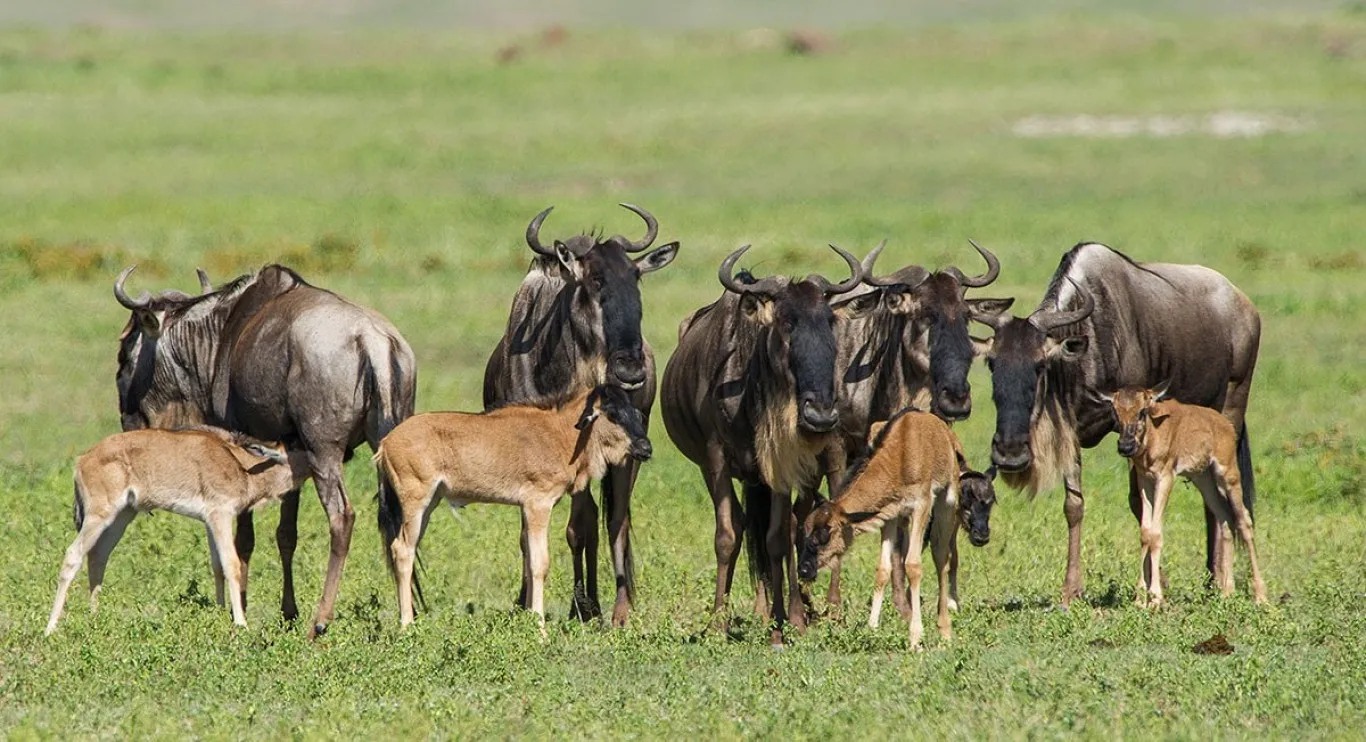 Calving Season Safari in Ndutu