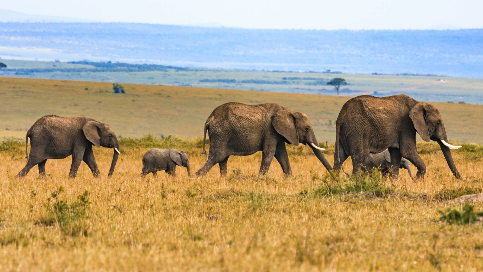 Southern Tanzania Safari