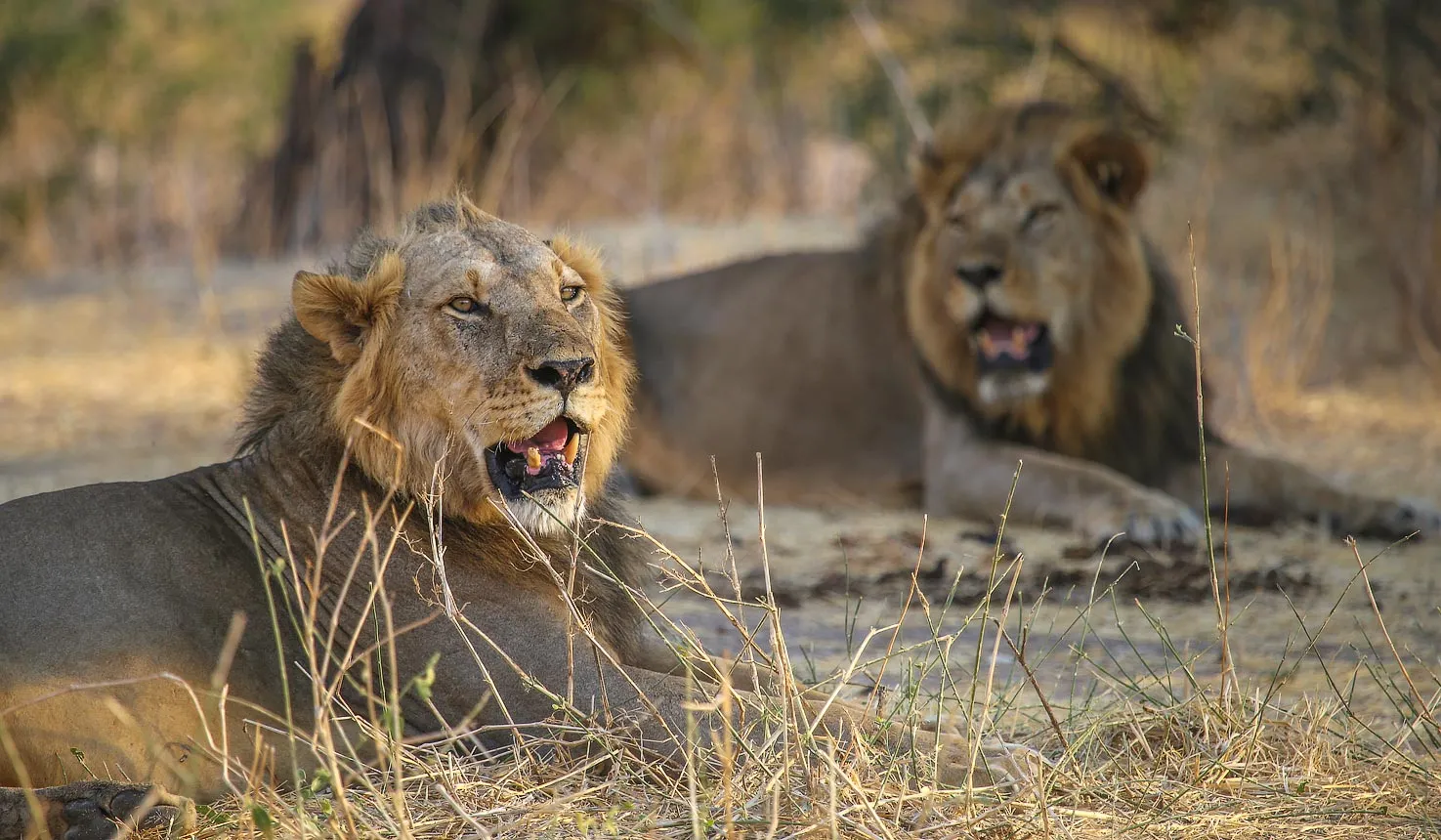 Southern Tanzania Safari