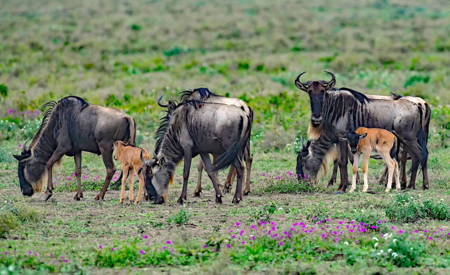 Calving Season Safari in Ndutu